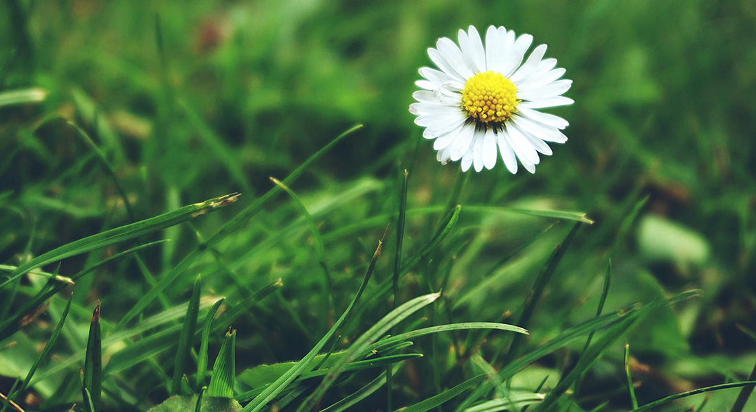 Daisy. Suzy Hazelwood (Pexels)