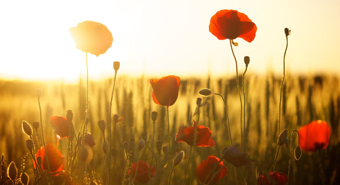 Poppies (Pexels/Pixabay)